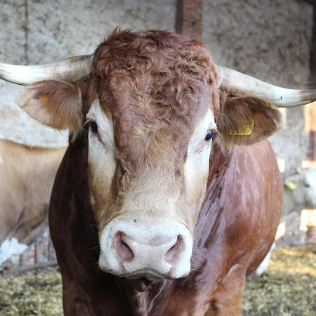Fattoria Agriturismo Bigongiari Lukka Zewnętrze zdjęcie