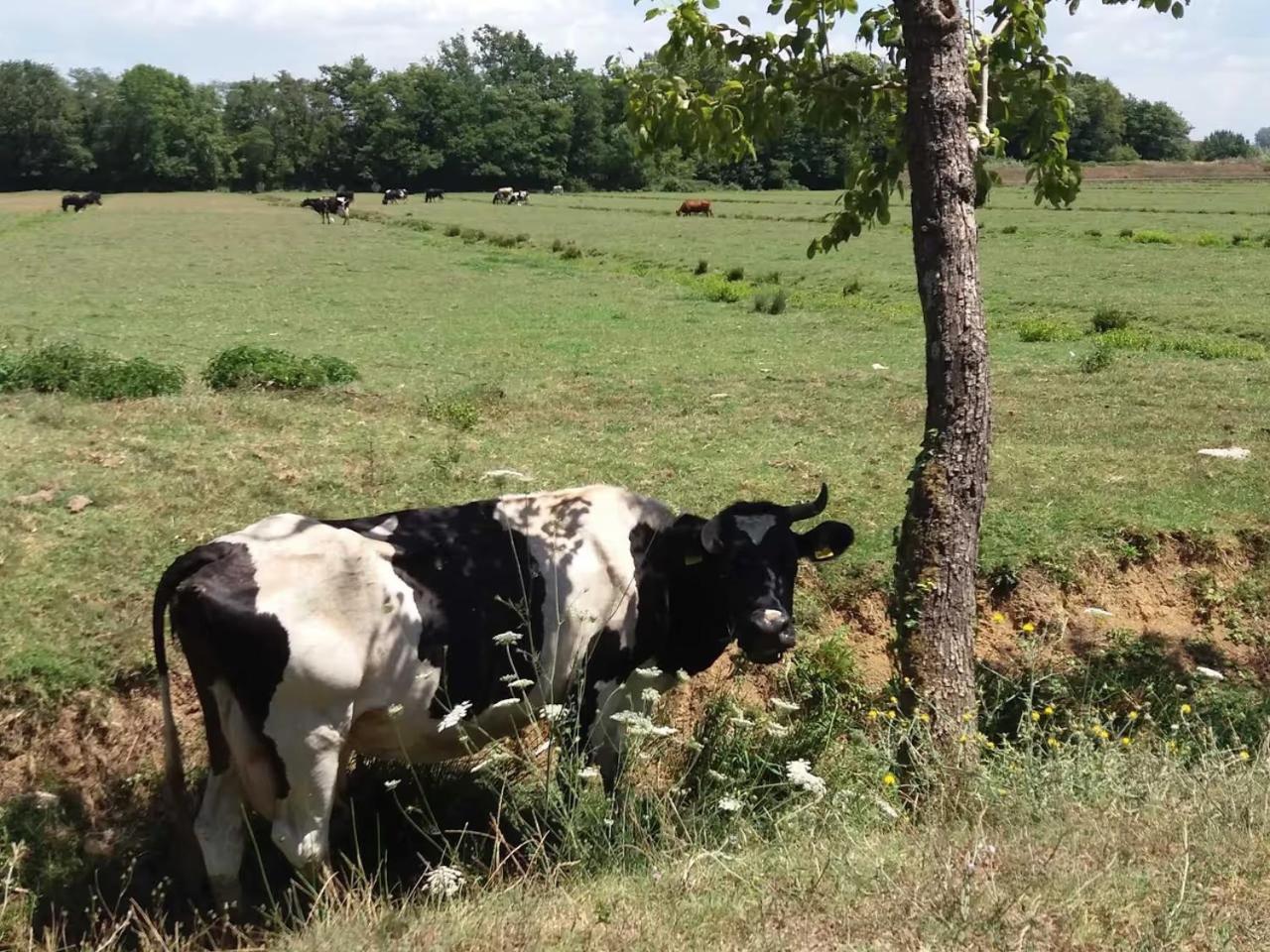 Fattoria Agriturismo Bigongiari Lukka Zewnętrze zdjęcie
