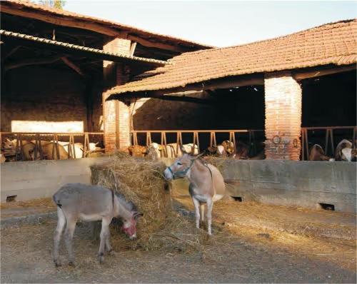 Fattoria Agriturismo Bigongiari Lukka Zewnętrze zdjęcie
