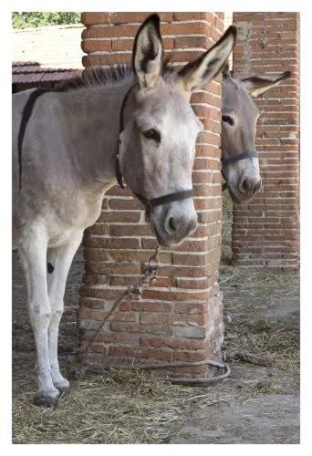 Fattoria Agriturismo Bigongiari Lukka Zewnętrze zdjęcie