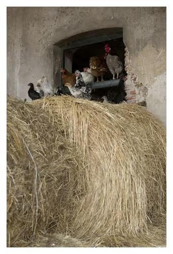 Fattoria Agriturismo Bigongiari Lukka Zewnętrze zdjęcie