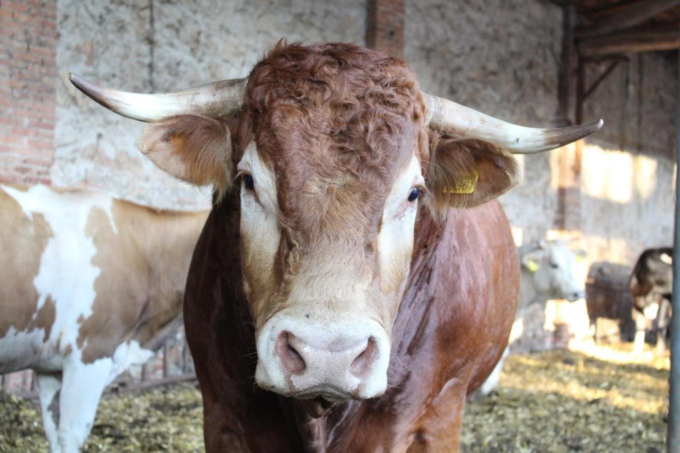 Fattoria Agriturismo Bigongiari Lukka Zewnętrze zdjęcie