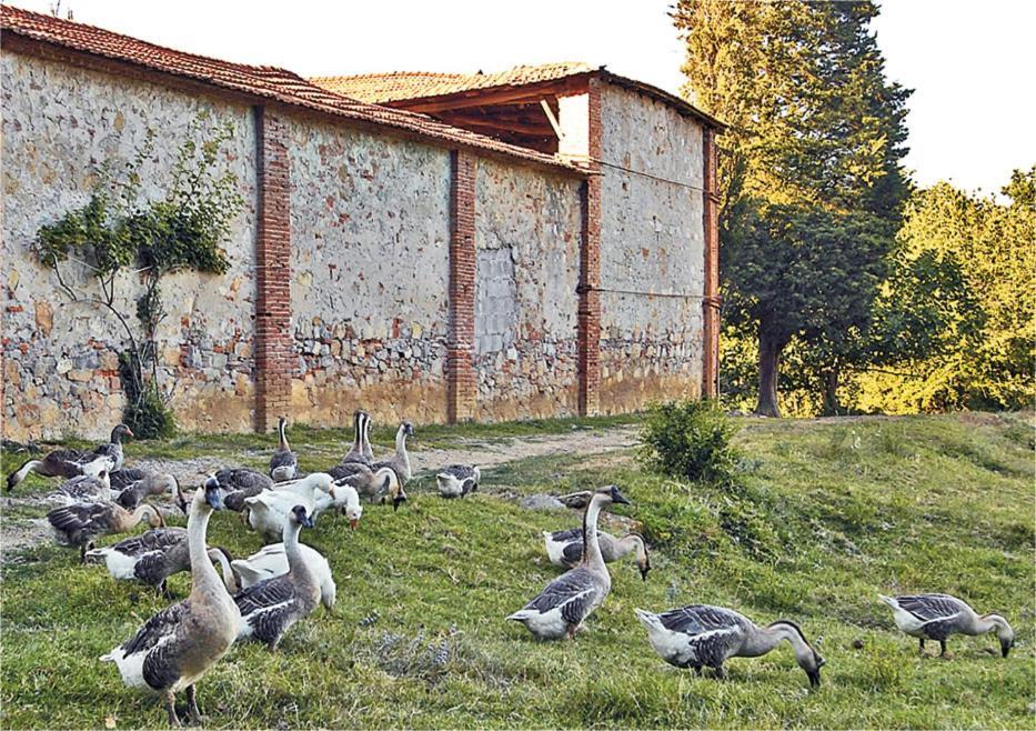 Fattoria Agriturismo Bigongiari Lukka Zewnętrze zdjęcie